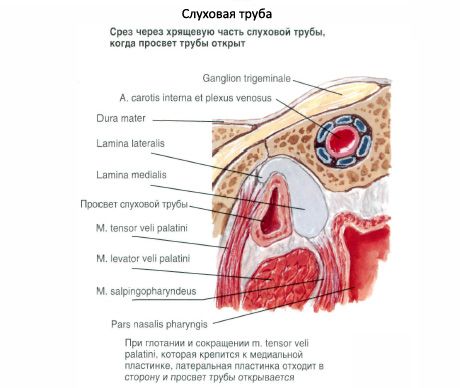 Sengatan auditori (eustachius)