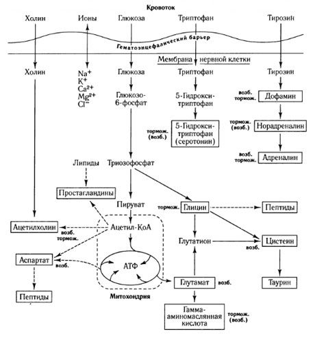Cara pertukaran mediator dan peran penghalang darah-otak dalam metabolisme (on: Shepherd, 1987)