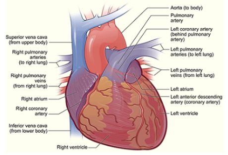 Gas buang membersihkan arteri yang tersumbat