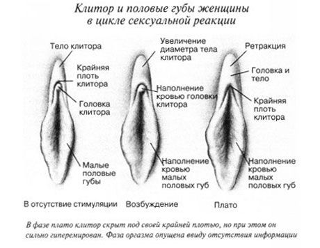 Klitoris saat bersenggama