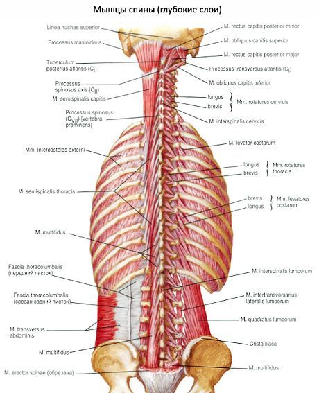 Otot-otot punggung