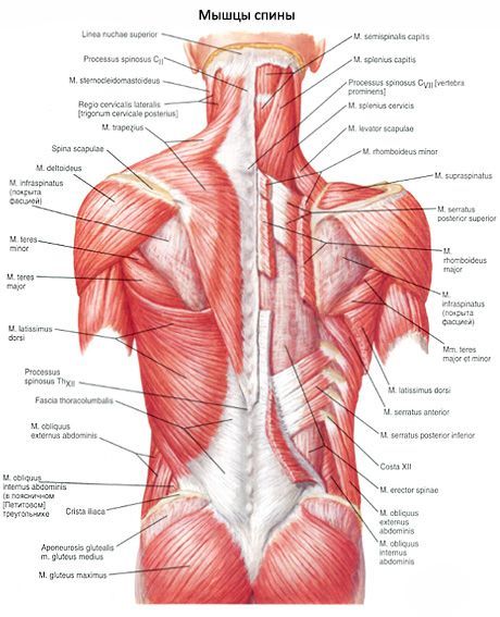 Otot-otot punggung
