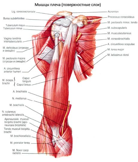 Biceps lengan (bahu bisep)