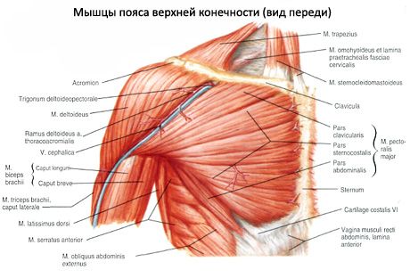 Otot dari korset bahu