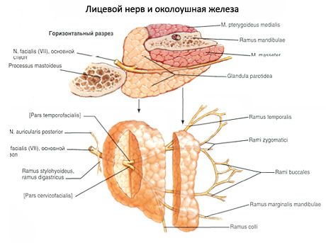 Kelenjar liur parotid