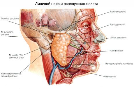 Kelenjar liur parotid