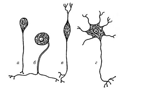 Jenis sel saraf