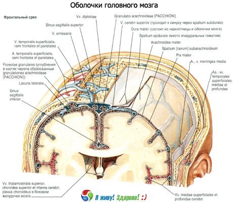 Kerang otak