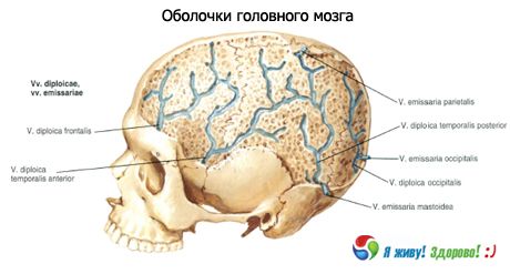 Kerang otak