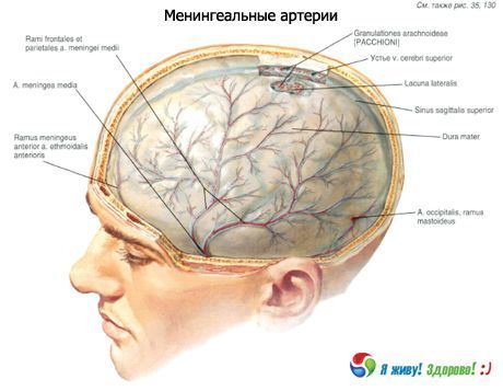 Arteri meningeal