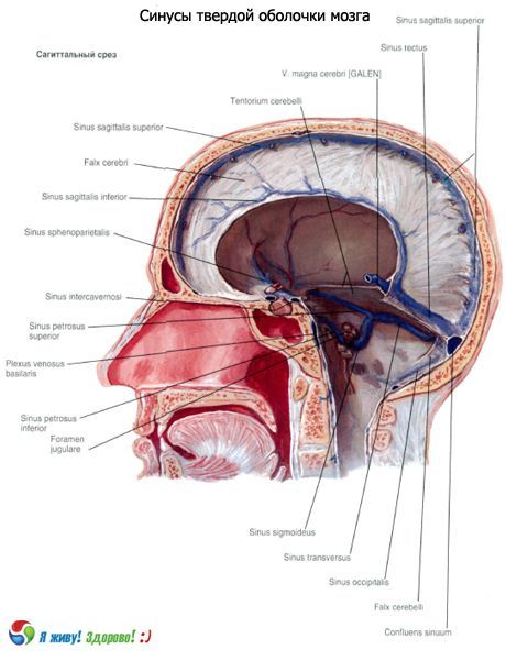 Sinus (sinus) dari membran padat otak