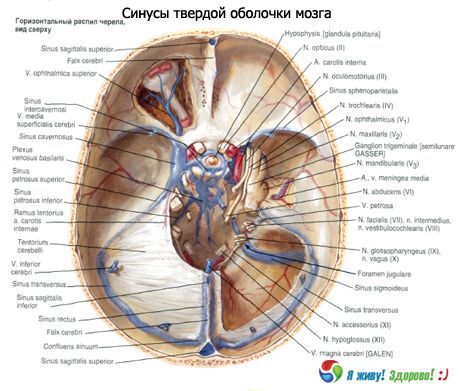 Sinus (sinus) dari membran padat otak