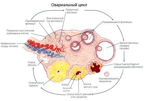 Ovogenesis  Siklus menstruasi