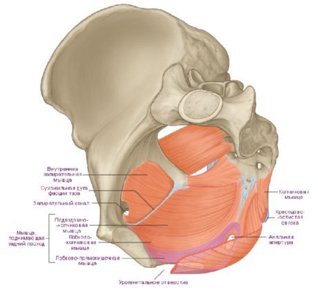 Otot diafragma panggul