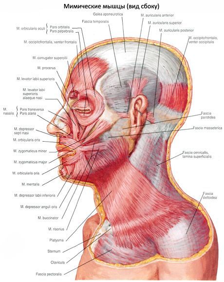 Otot subkutan leher (platysma)