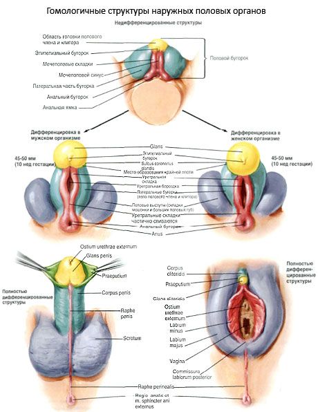 Struktur homolog dari organ kelamin luar