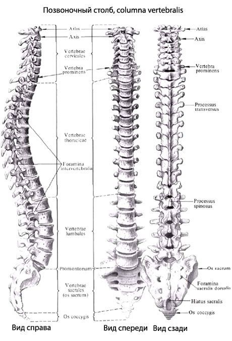 Kolom vertebral (tulang belakang)