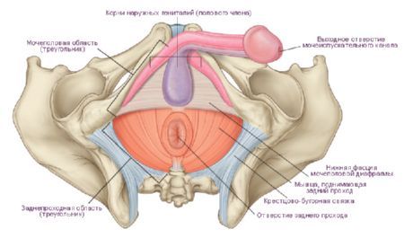 Perineum pada pria