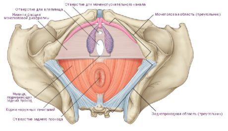 Perineum pada wanita