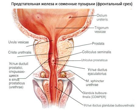 Prostat (kelenjar prostat)