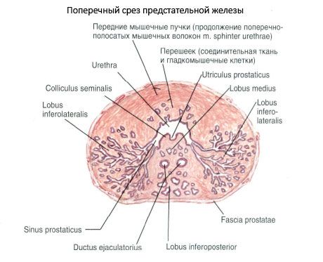 Части предстательной железы. Схема строения предстательной железы гистология. Строение предстательной железы гистология. Поперечный срез предстательной железы. Предстательная железа строение долька.