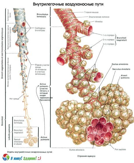 Bronchi.  Sistem pernapasan bronkus