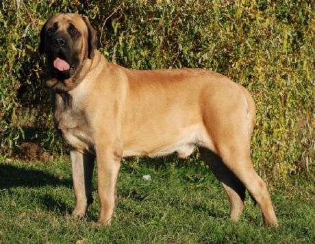 Mastiff Inggris Kuno