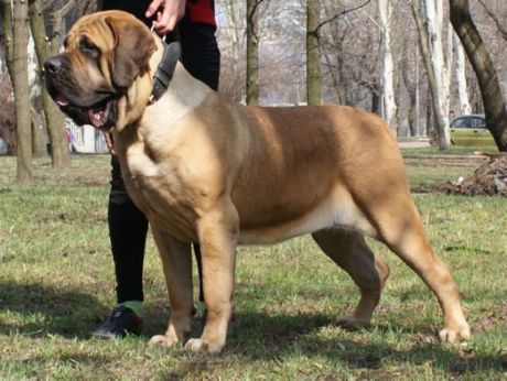 Mastiff Spanyol