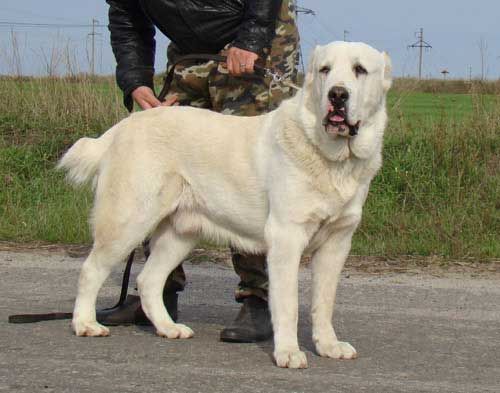 Gembala Asia Tengah Anjing