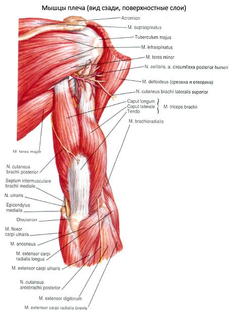 Otot triceps brachialis (triceps pelchet)