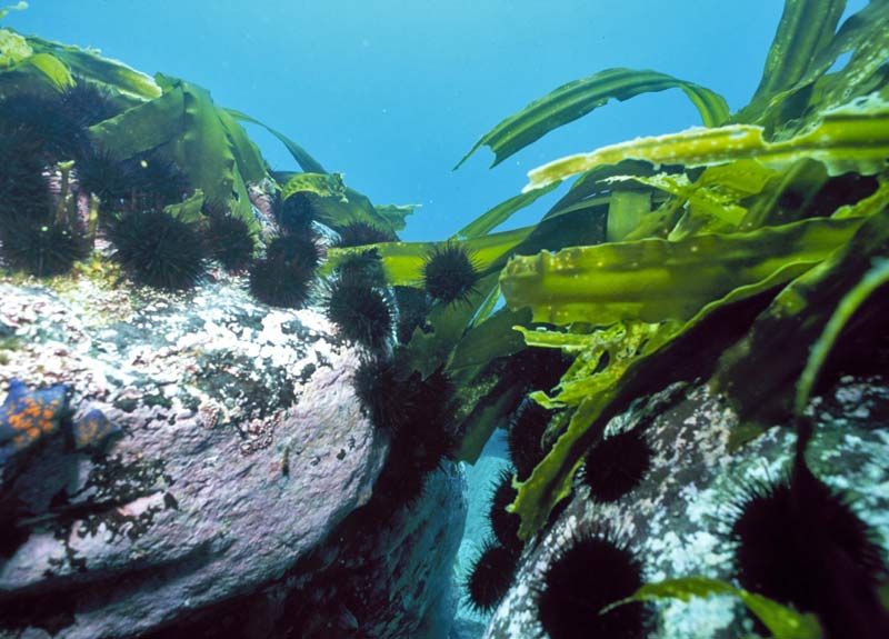 Jika kita mengembalikan populasi berang-berang laut, maka pada gilirannya mereka akan mengurangi jumlah bulu babi, yang berarti laminaria akan menjadi lebih besar.