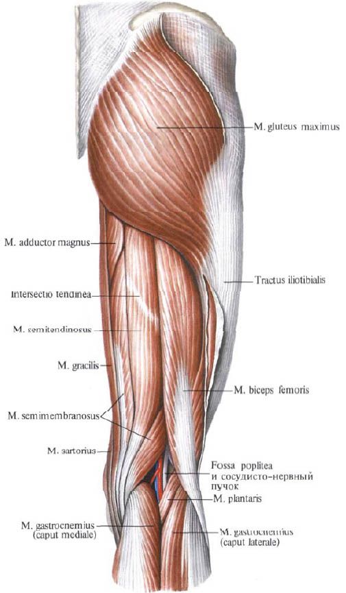 Otot gluteus (gluteus maximusus)