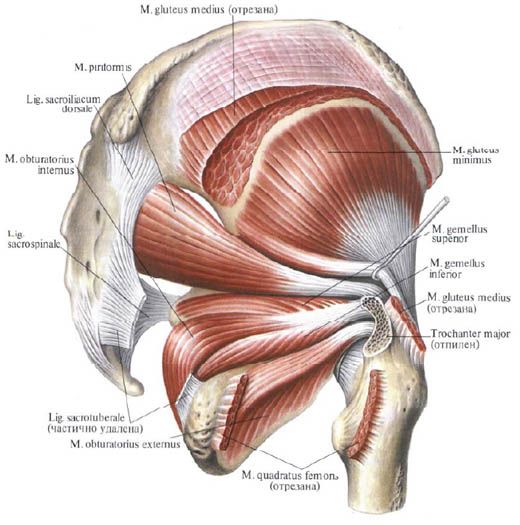 Otot gluteus (otot medial gluteus)