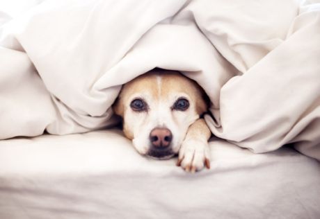 Kenalan seekor anjing dengan anak yang baru lahir